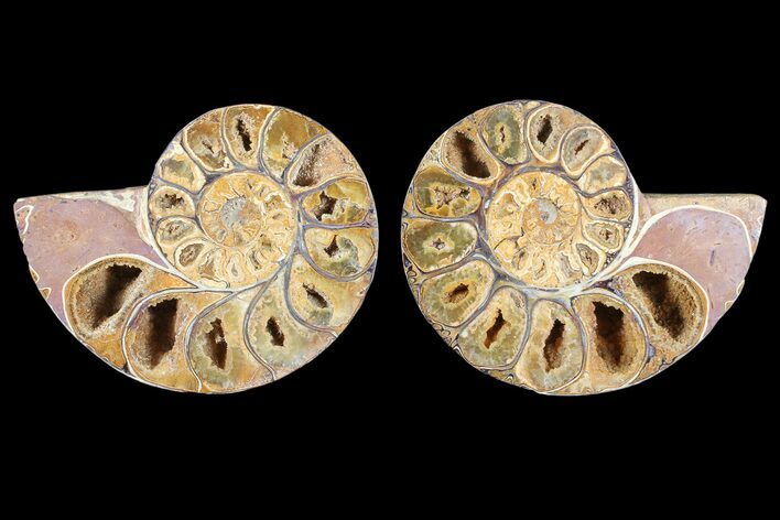 Cut & Polished, Agatized Ammonite Fossil - Jurassic #93527
